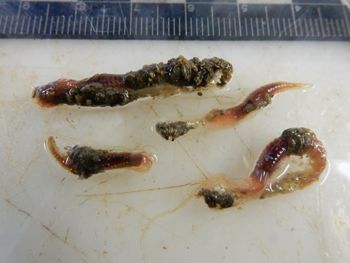 Media type: image;   Invertebrate Zoology 137790
